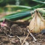 Urban Gardening or Farming. Yellow onion and beetroots being farmed in backyard.