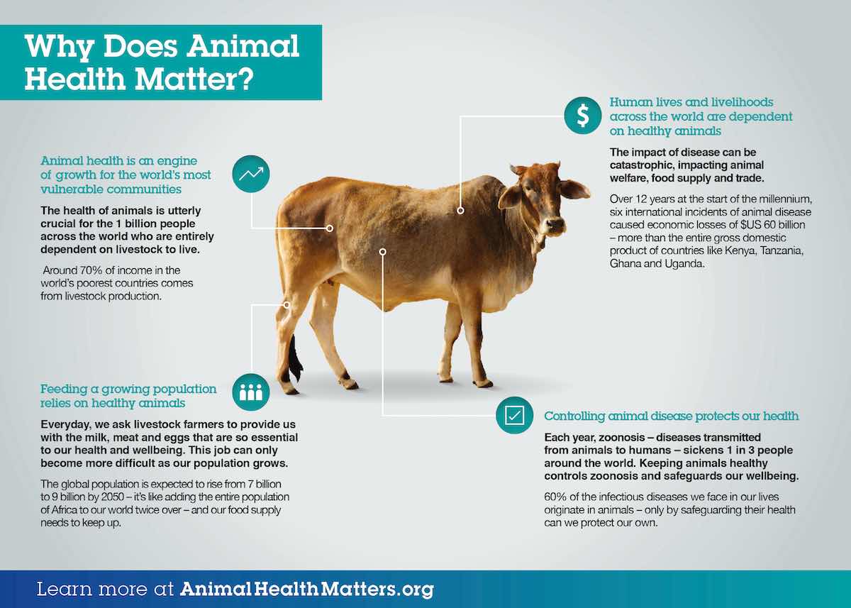 Why does animal health matter? An infographic by healthforanimals.org.