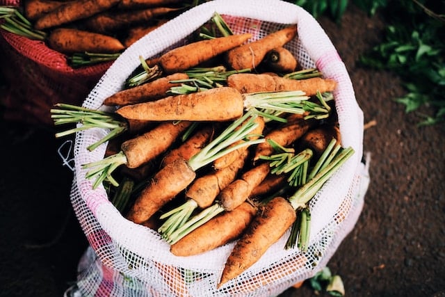 Growing carrots for livestock feed. Photo by Thomas Gamstaetter.