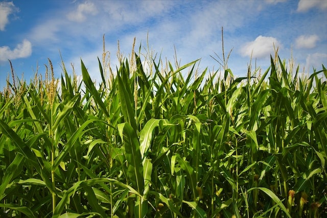 Growing corn for livestock feed. Photo by Waldemar.