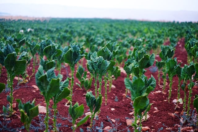 Growing kale for livestock feed. Photo by rashid khreiss.