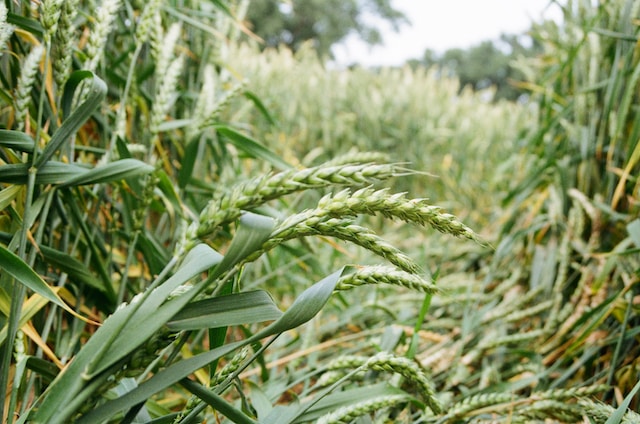 Growing mangelwurzel (mangold) for livestock feed. Photo by Kseniia Rastvorova.