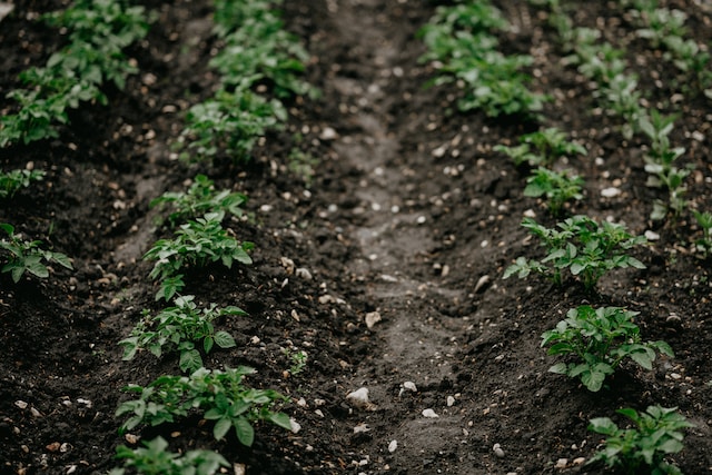 Growing potatoes for livestock feed. Photo by Annie Spratt.