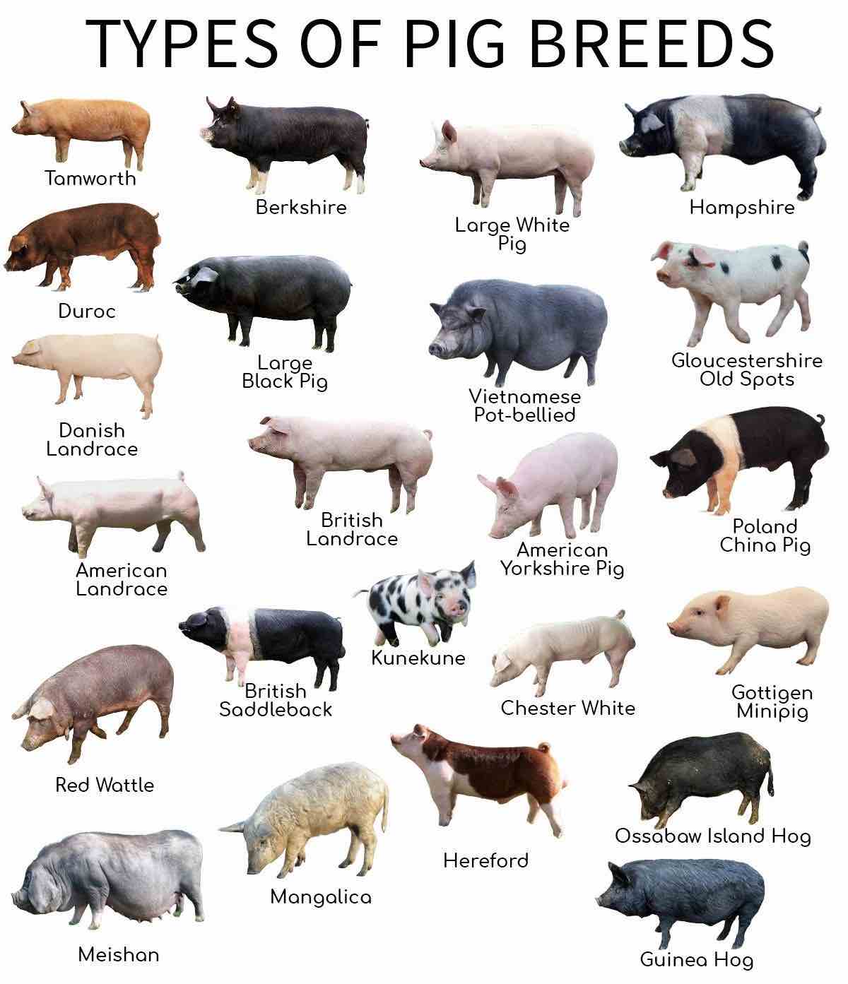An Overview of the Different Types of Pig Breeds. Image source: Breedslist.