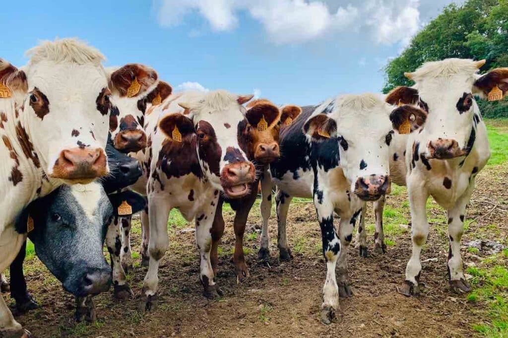 Farm animals. Cows out on the homestead, staring right at the camera! Photo by Lomig.