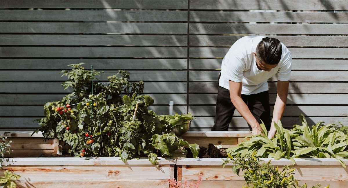 Man poking around in his home garden. Growing tomatoes and other crops as a family can be fun! Photo by Priscilla Du Preez.