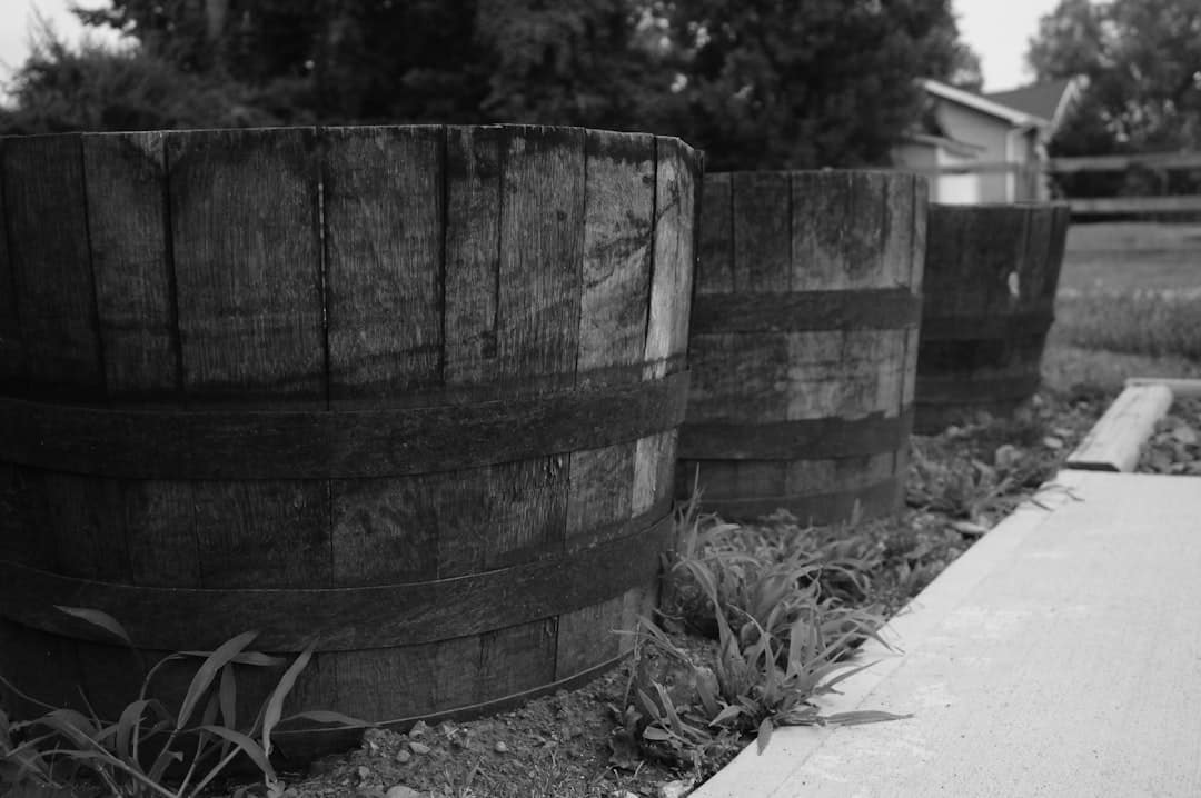 Wooden barrels used for rainwater collection in a garden