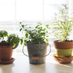 Small potted herb plants growing on a bright windowsill — an indoor herb garden setup for beginners.