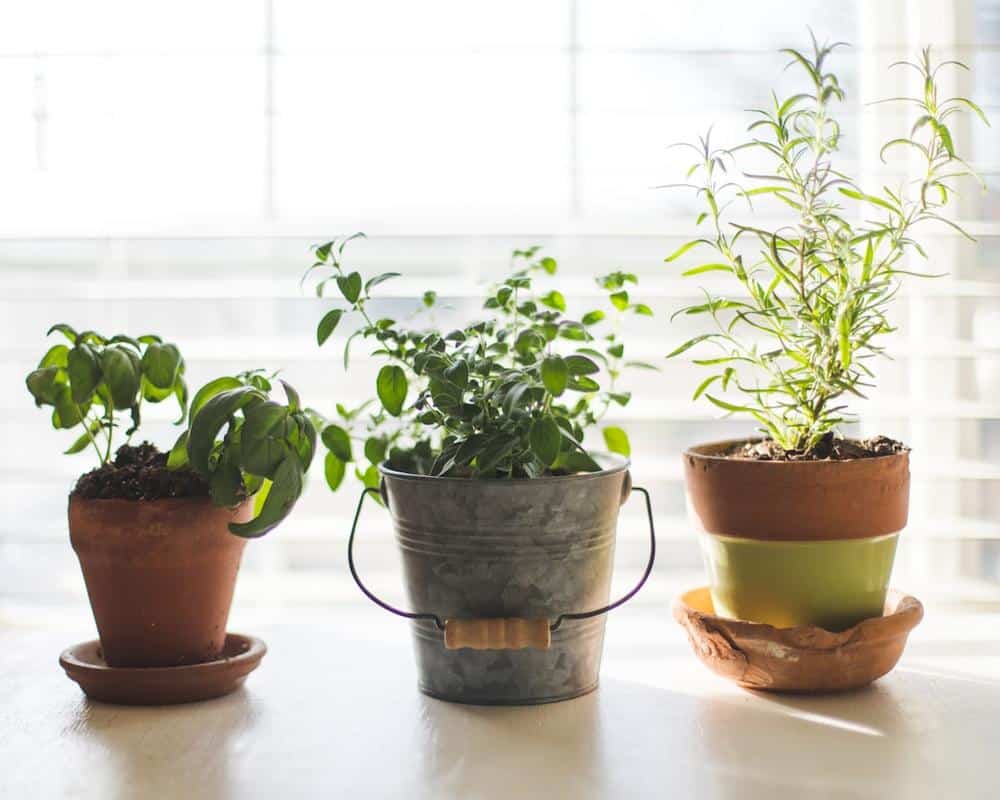 Small potted herb plants growing on a bright windowsill — an indoor herb garden setup for beginners.