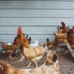 Chickens gathered around a feeder eating chicken feed