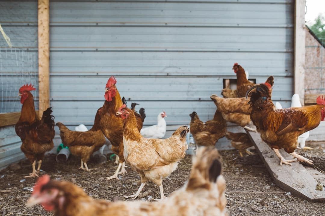 Chickens gathered around a feeder eating chicken feed