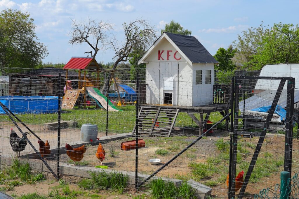 A wooden backyard chicken coop with a chicken standing near the entrance