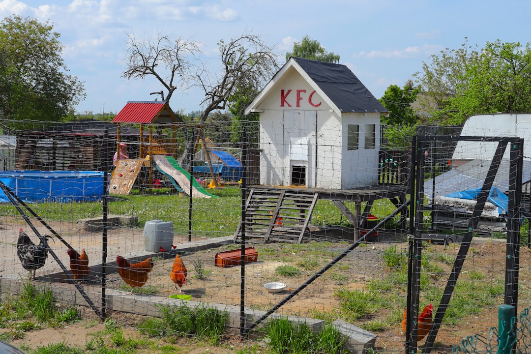 A wooden backyard chicken coop with a chicken standing near the entrance