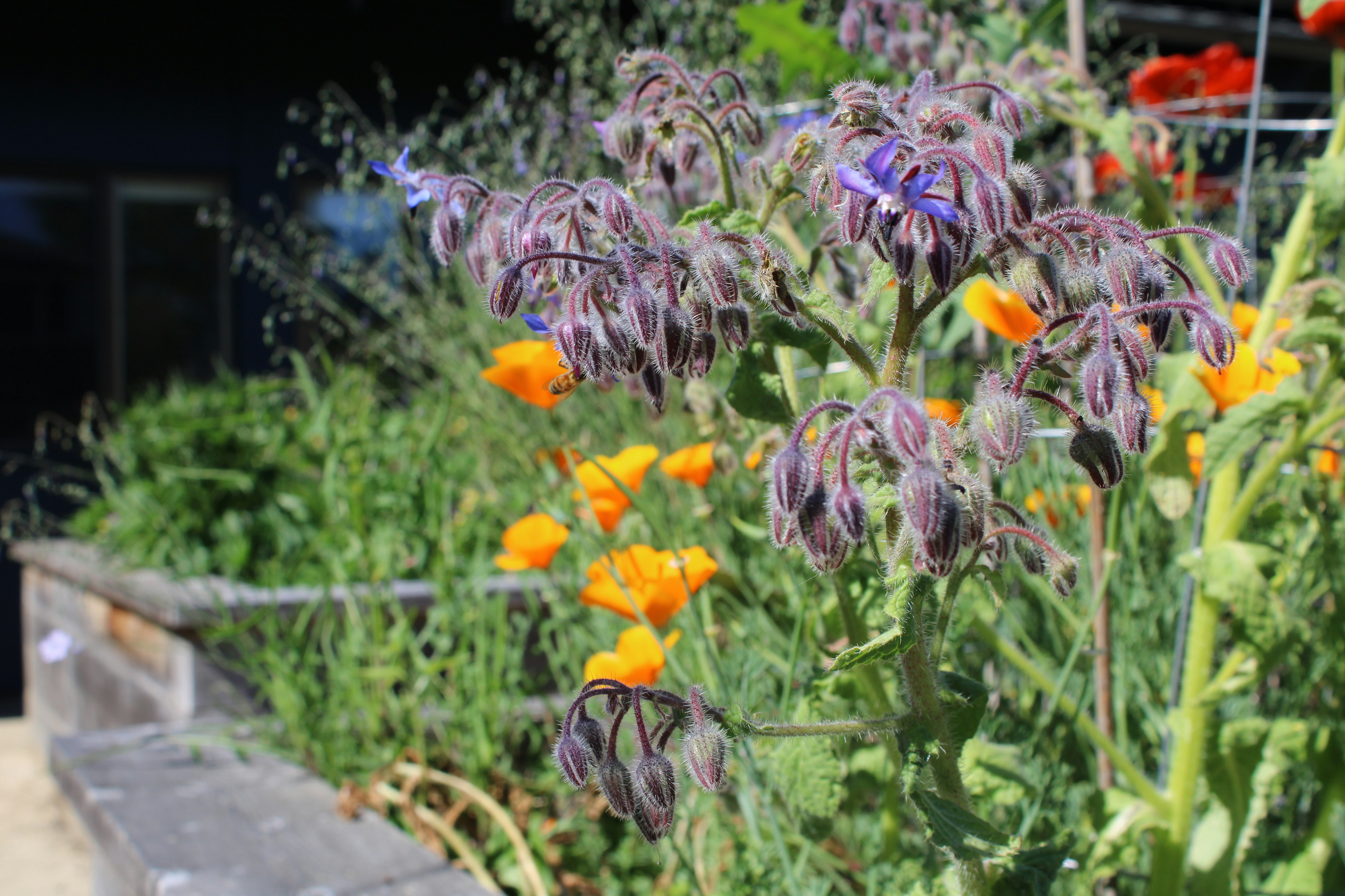 Borage and California poppies planted together as companion plants