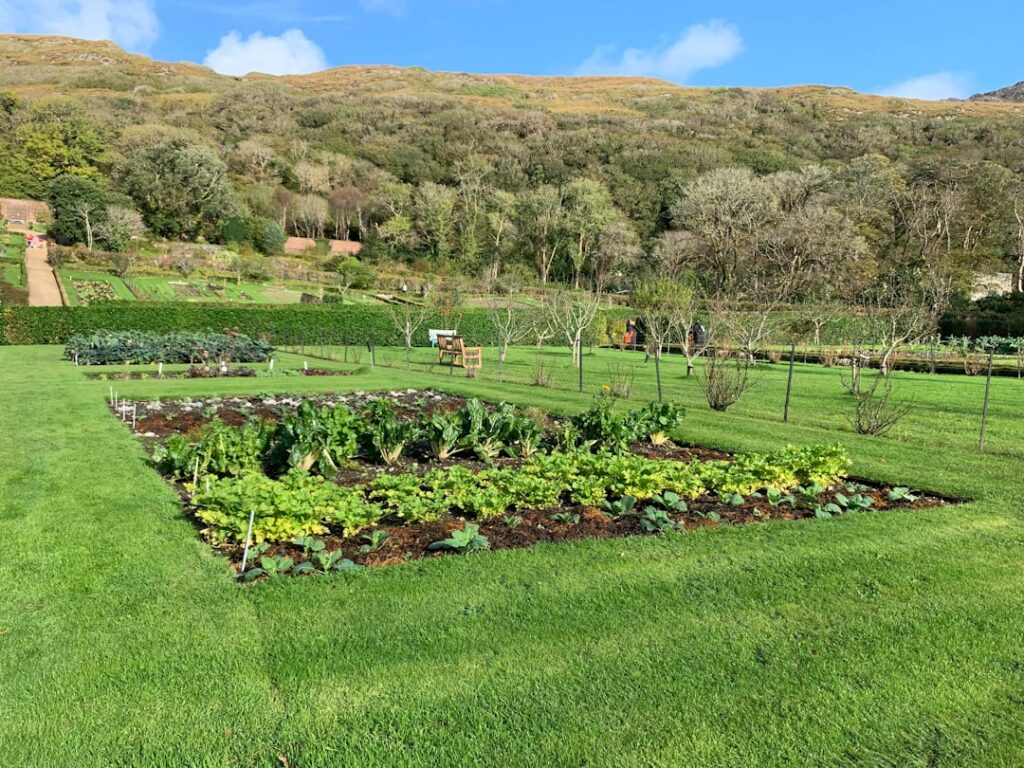 Rows of mixed vegetables planted together in a companion planting vegetable garden