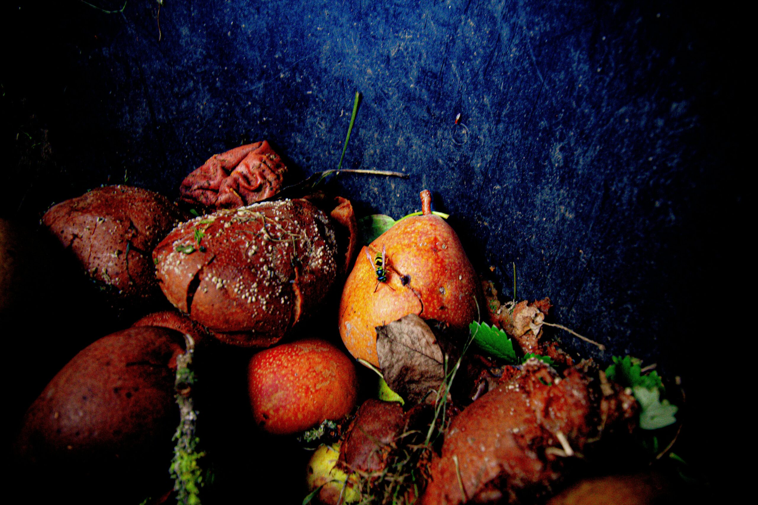 Fruit and vegetable scraps breaking down in a backyard compost bin