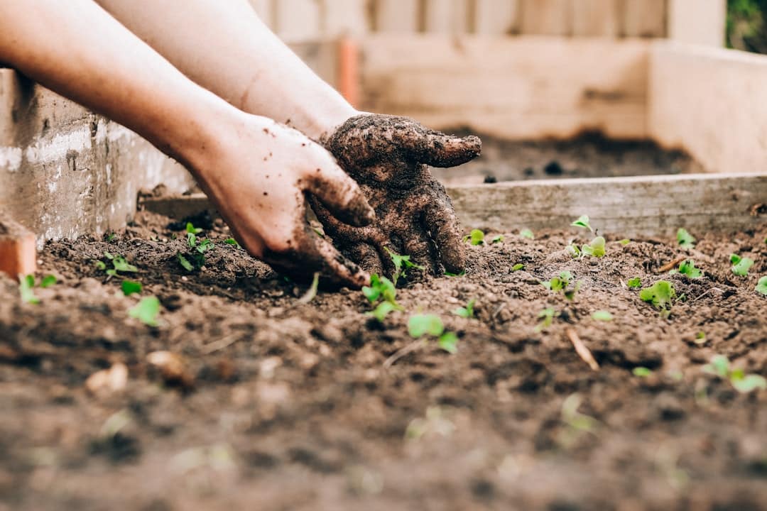 Gardener holding a handful of rich dark garden soil