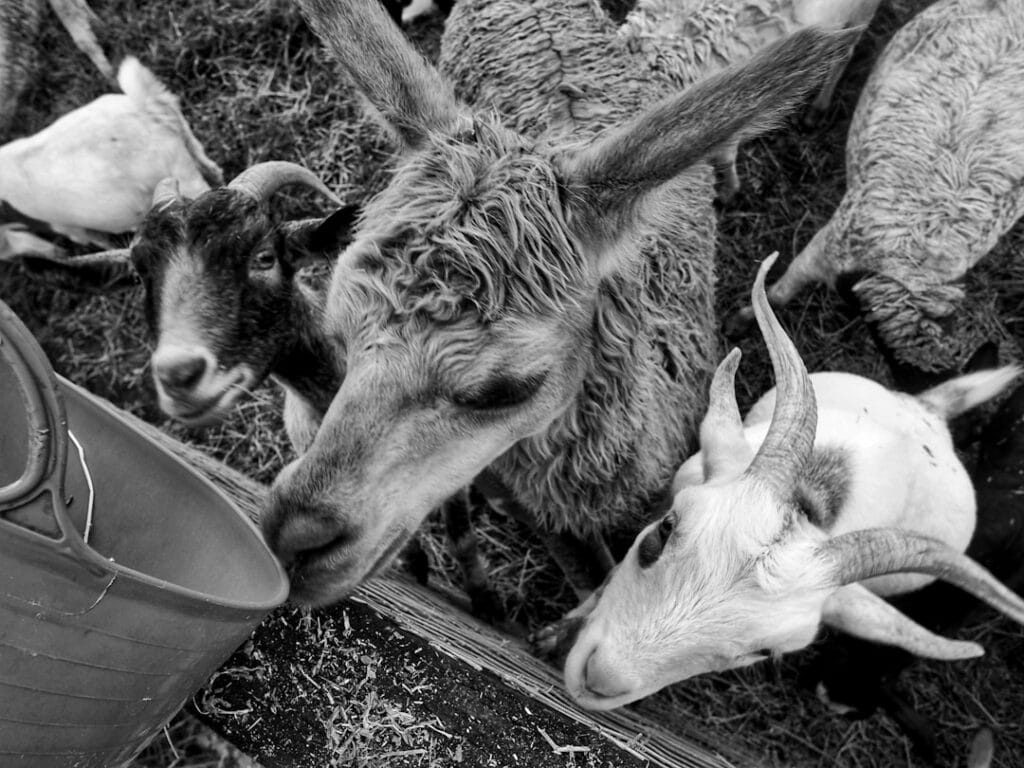 Goats grazing together in a pasture, representing different goat breeds for beginners