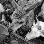 Goats grazing together in a pasture, representing different goat breeds for beginners