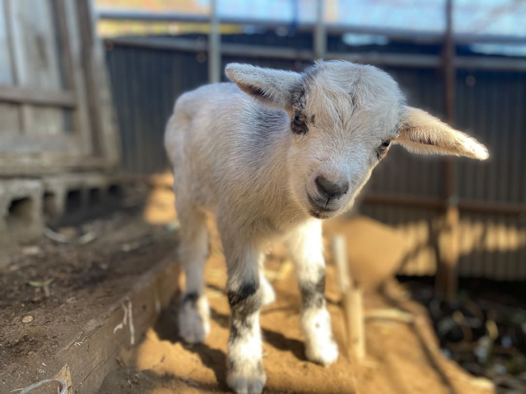A newborn baby goat standing on a small farm