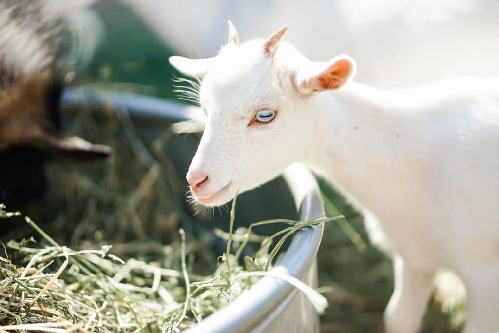 A goat eating hay from a feeder on a small homestead