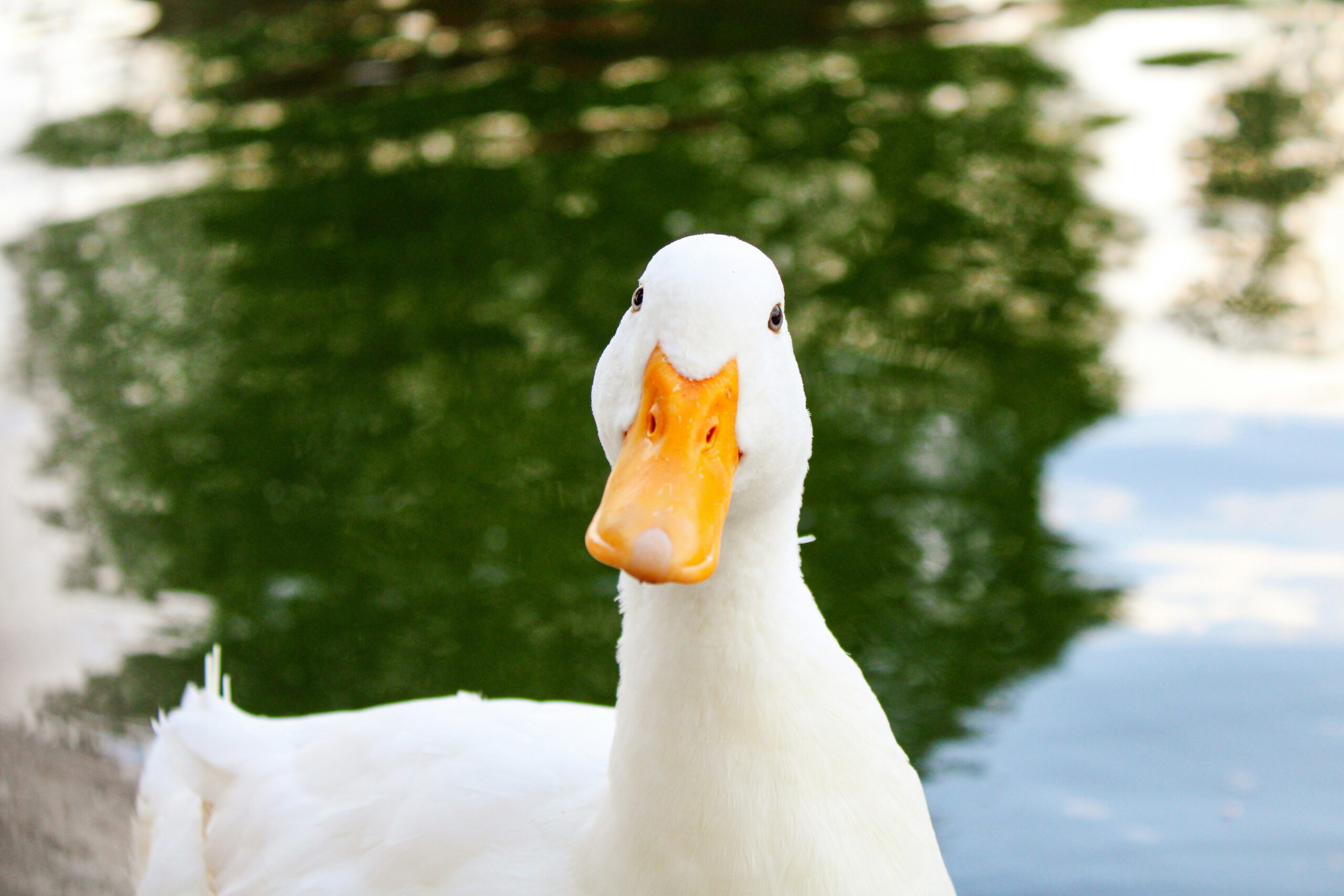 A white Pekin duck, a common breed raised for eggs and meat