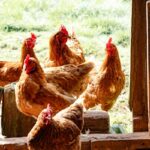 Chickens leaving a coop through the pop-hole door
