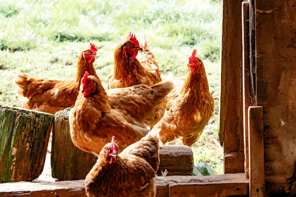 Chickens leaving a coop through the pop-hole door