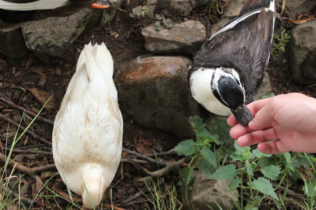 A white and black duck standing on green grass