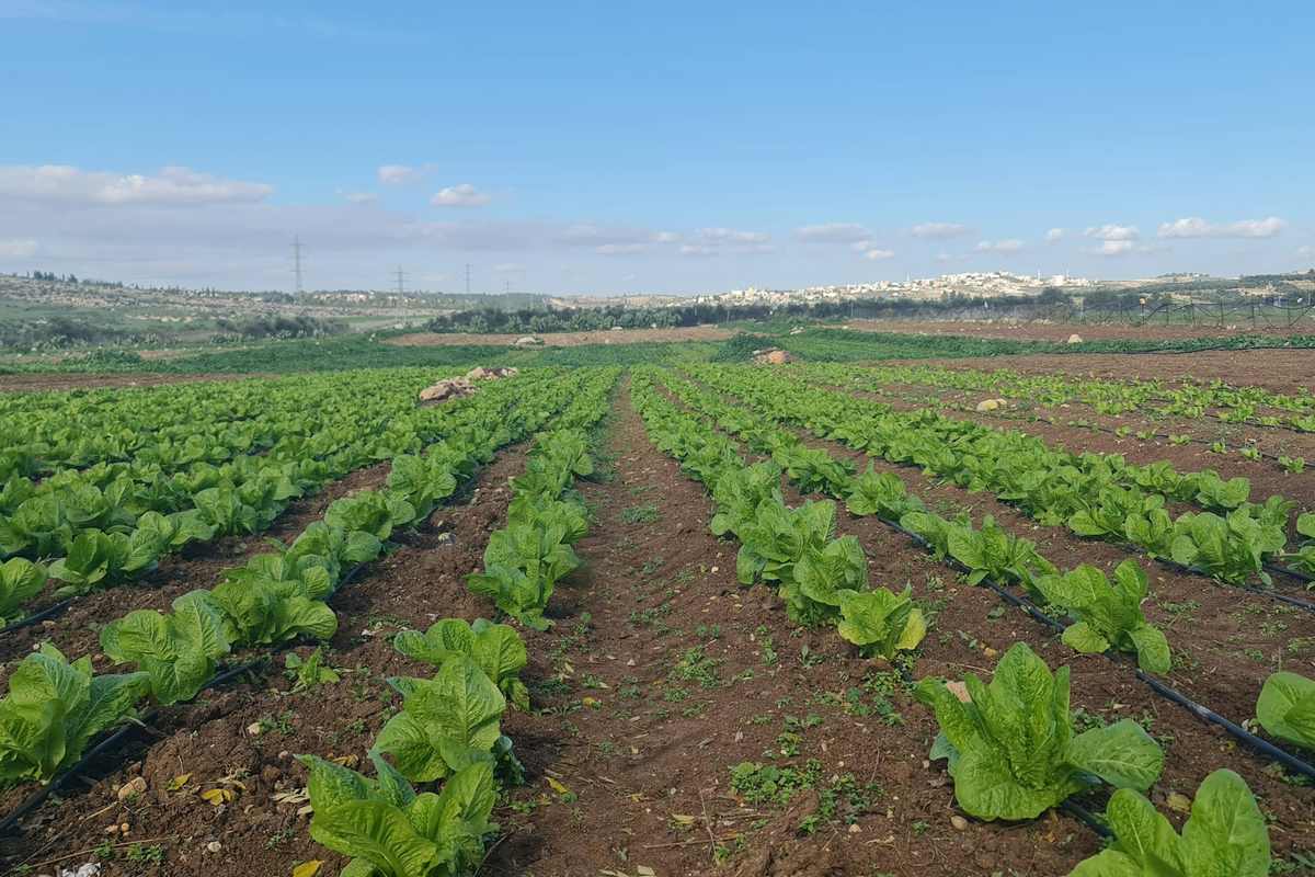 Drip irrigation tubing running along a row of vegetables