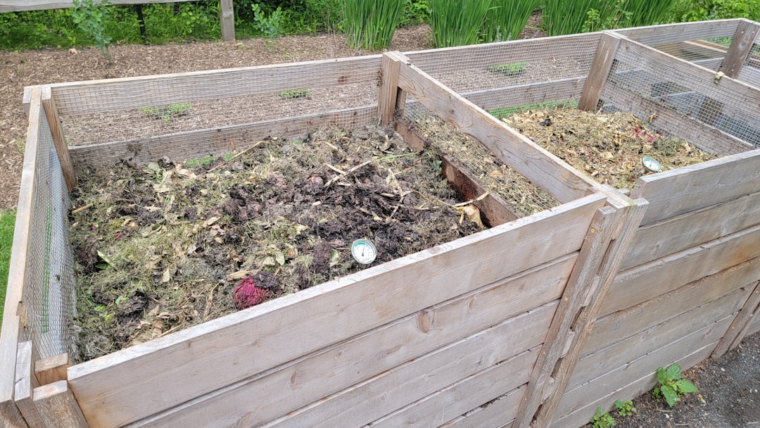 Two wooden compost bins filled with dark composting material
