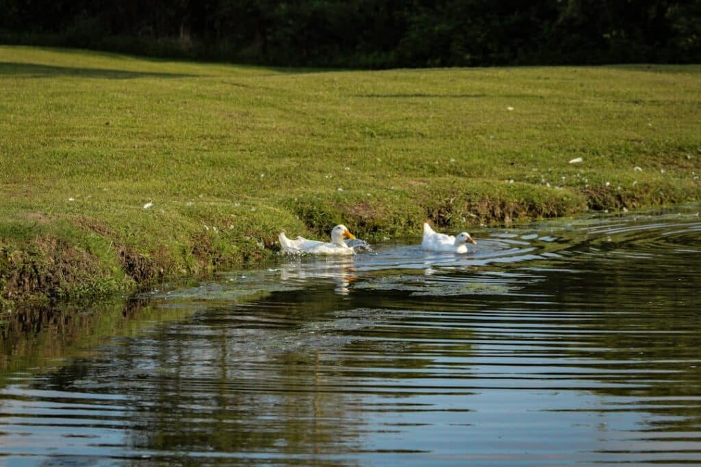 A group of ducks swimming together on a pond