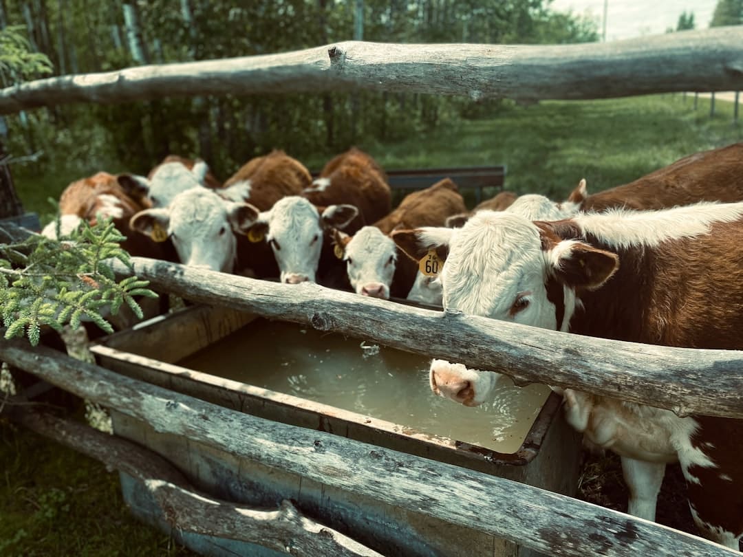 A herd of cattle drinking water from a livestock trough