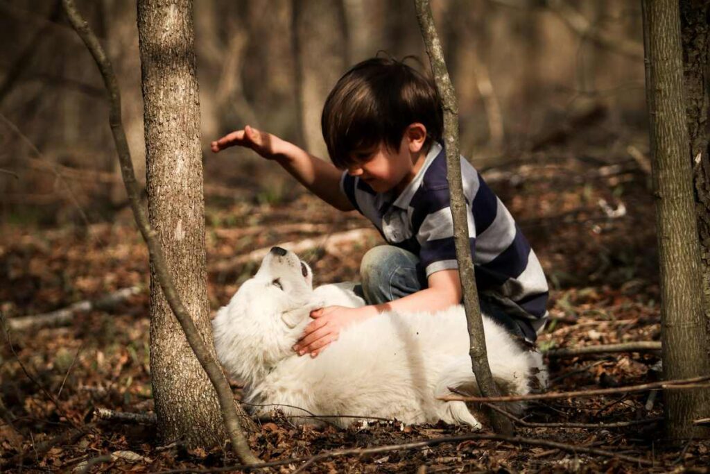 A large white livestock guardian dog watching over a field