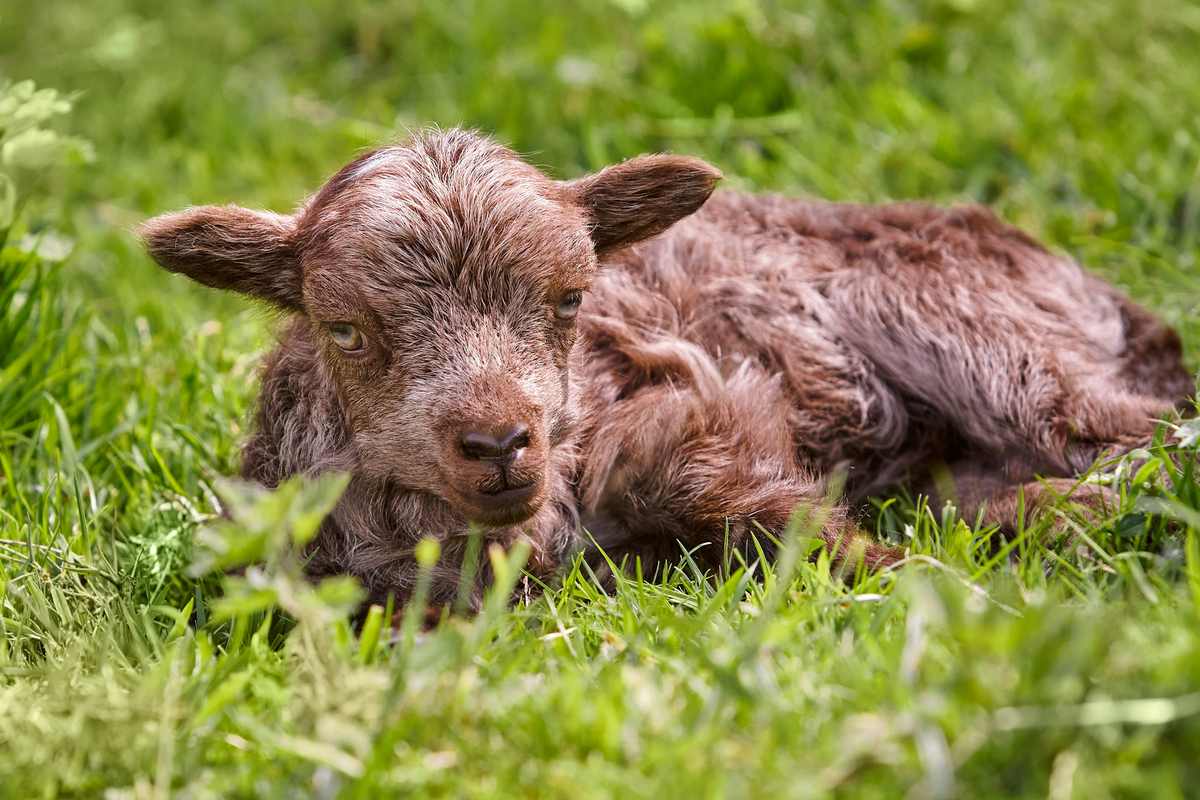 A small Nigerian Dwarf dairy goat standing in a paddock