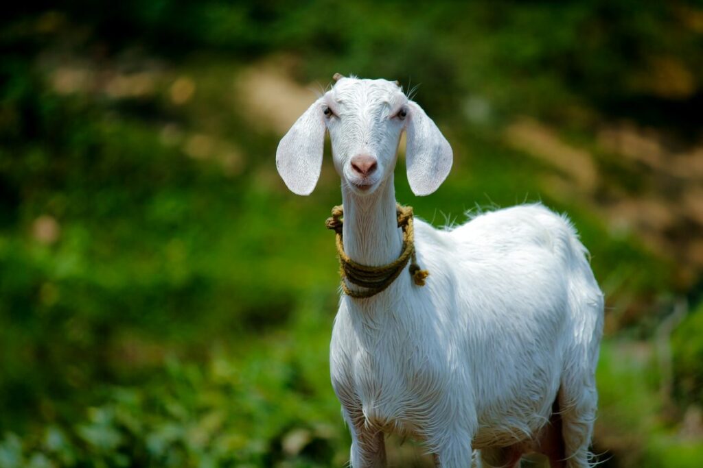 A stocky pygmy goat standing on a rock