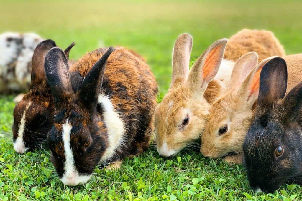 Rabbits in a hutch on a smallholding