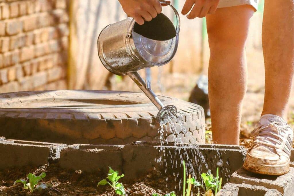 A hose watering a raised vegetable bed