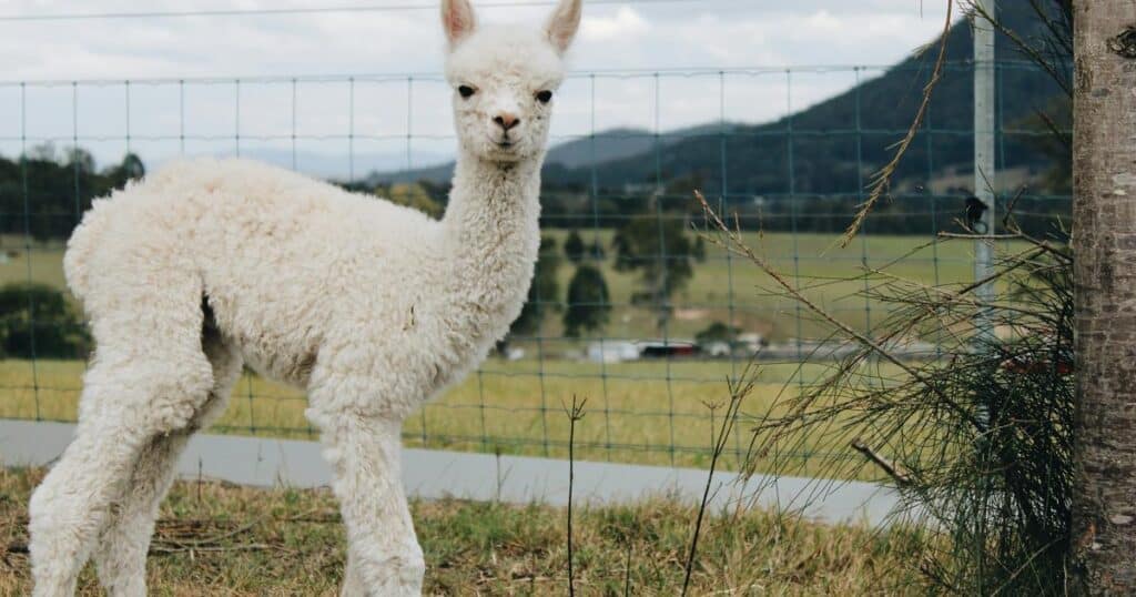 An alpaca standing in a field