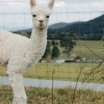 An alpaca standing in a field