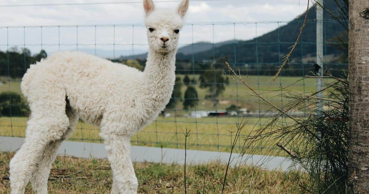 An alpaca standing in a field
