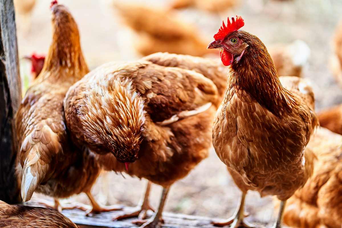 Free range chickens foraging in grass