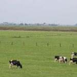 Cows grazing on green pasture