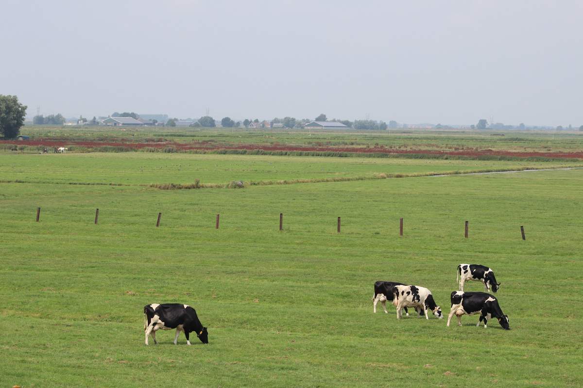 Cows grazing on green pasture