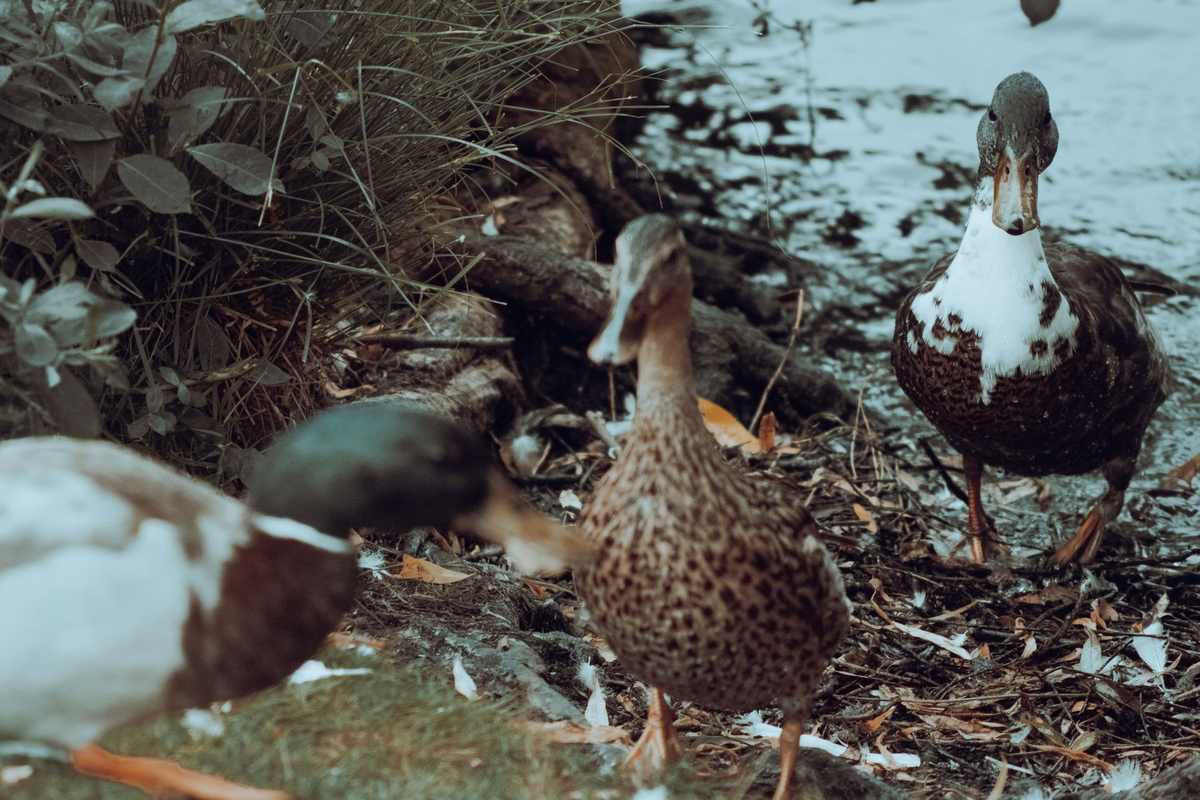 Ducks foraging on grass beside water