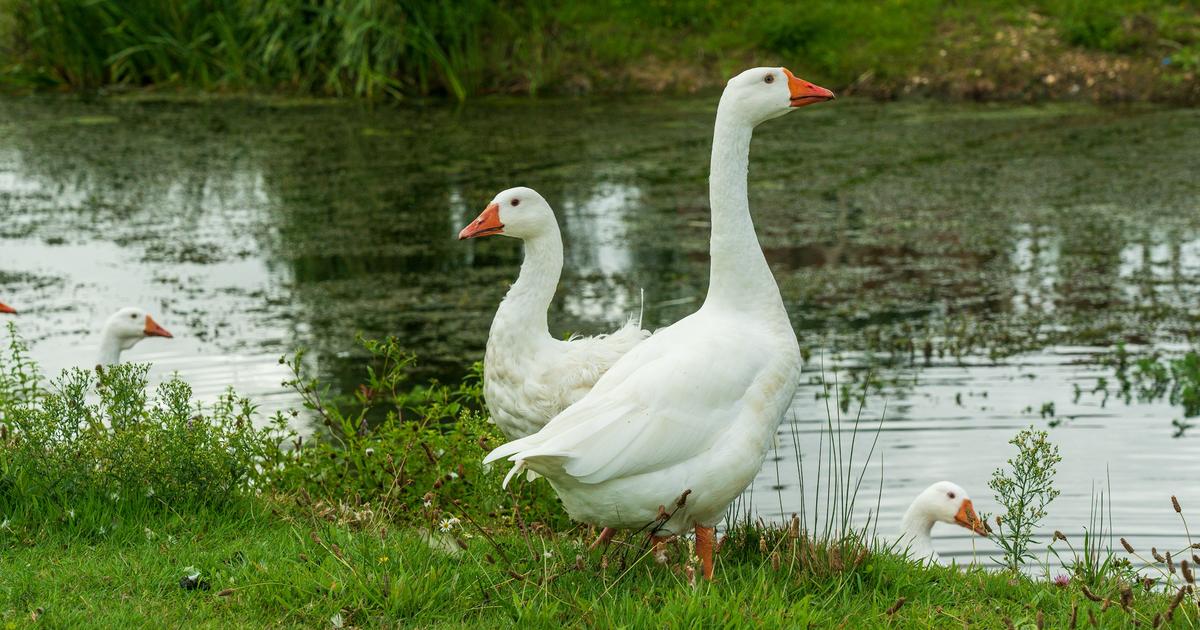 Geese grazing on grass