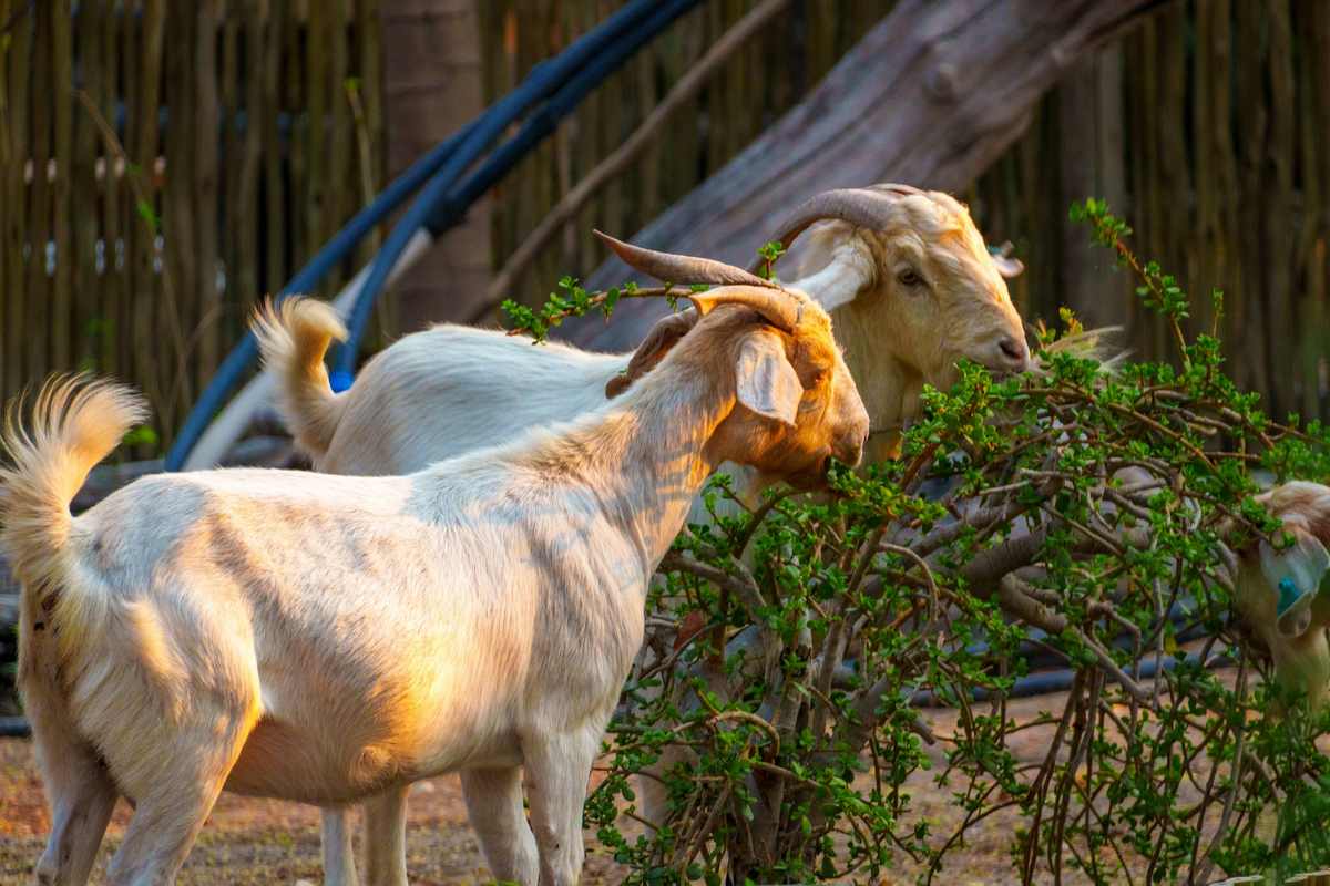 Goats browsing on shrubs and leafy branches