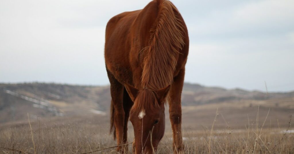 A horse eating hay in a field