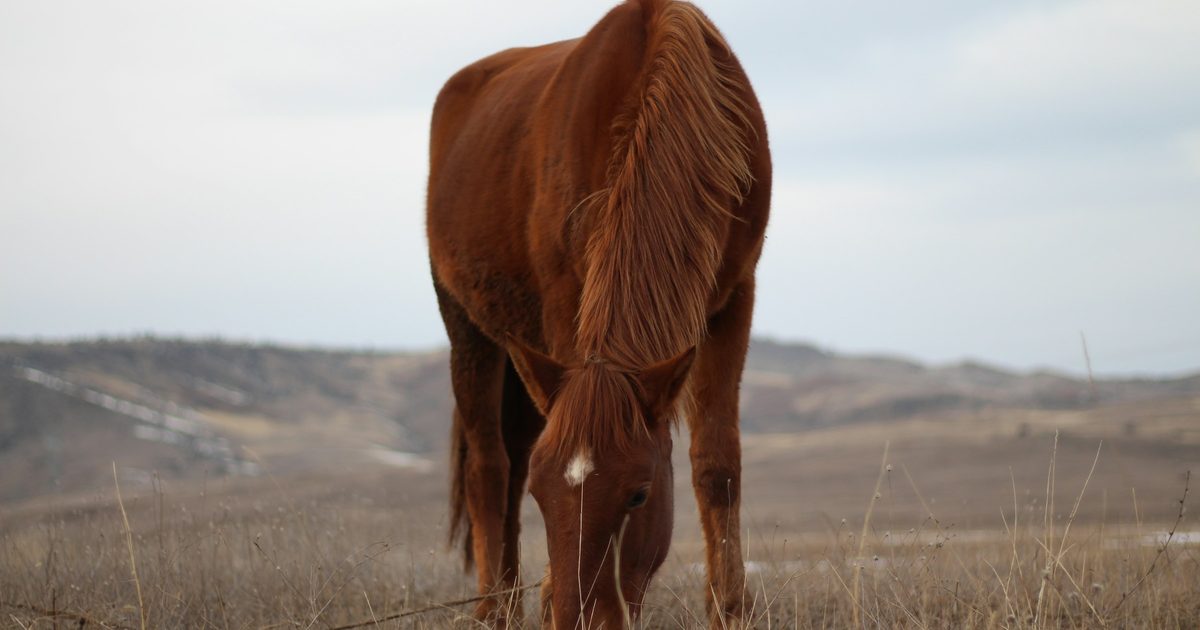 A horse eating hay in a field