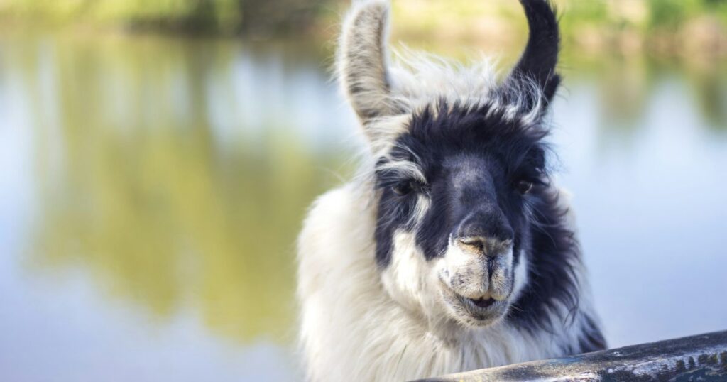 A llama standing in a paddock